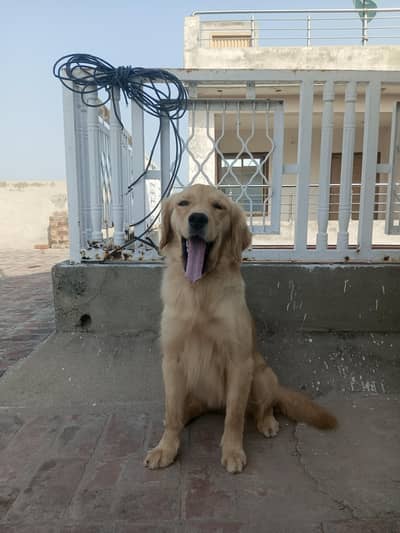 Golden retriever