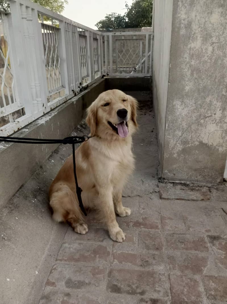 Golden retriever 1