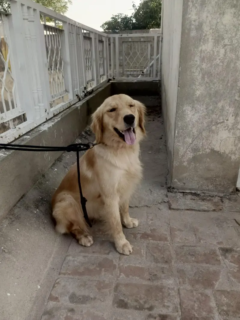 Golden retriever — photo 2