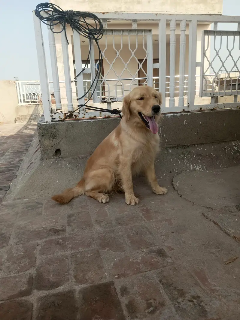 Golden retriever — photo 3