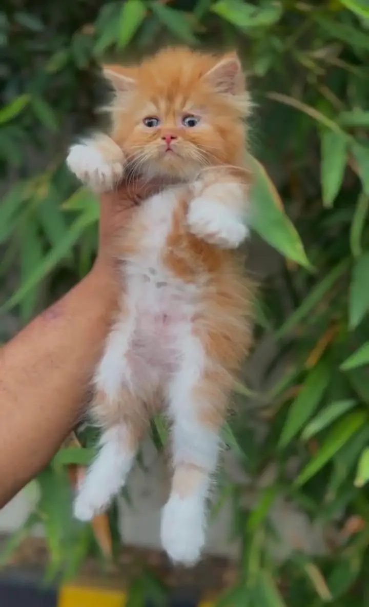 Persian kittens & cats. cash on delivery also available — photo 3
