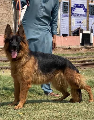 German shepherd long coat breeder female 14 month age available