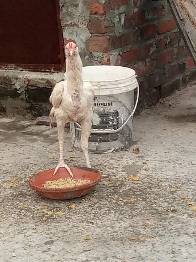 Heera aseel available for sale