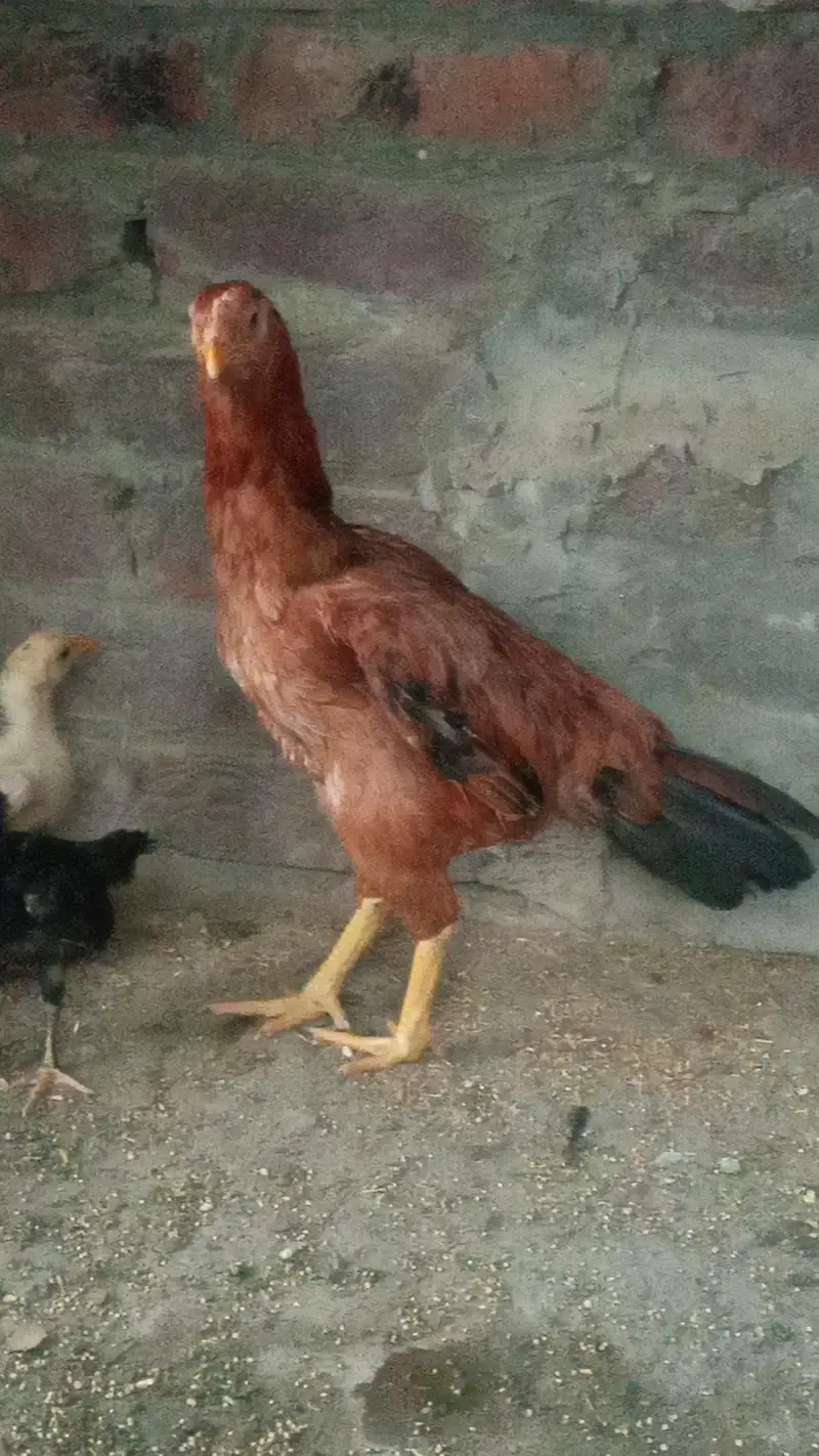 Heera aseel available for sale — photo 3