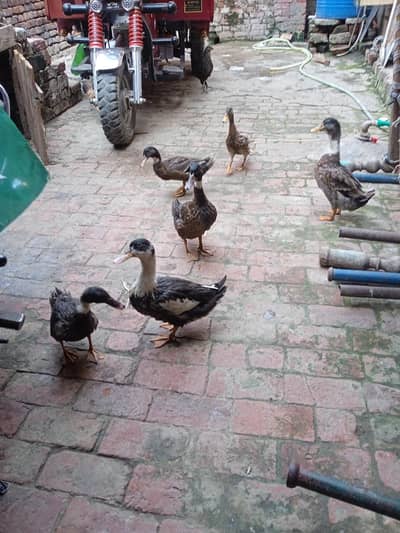 ducks
