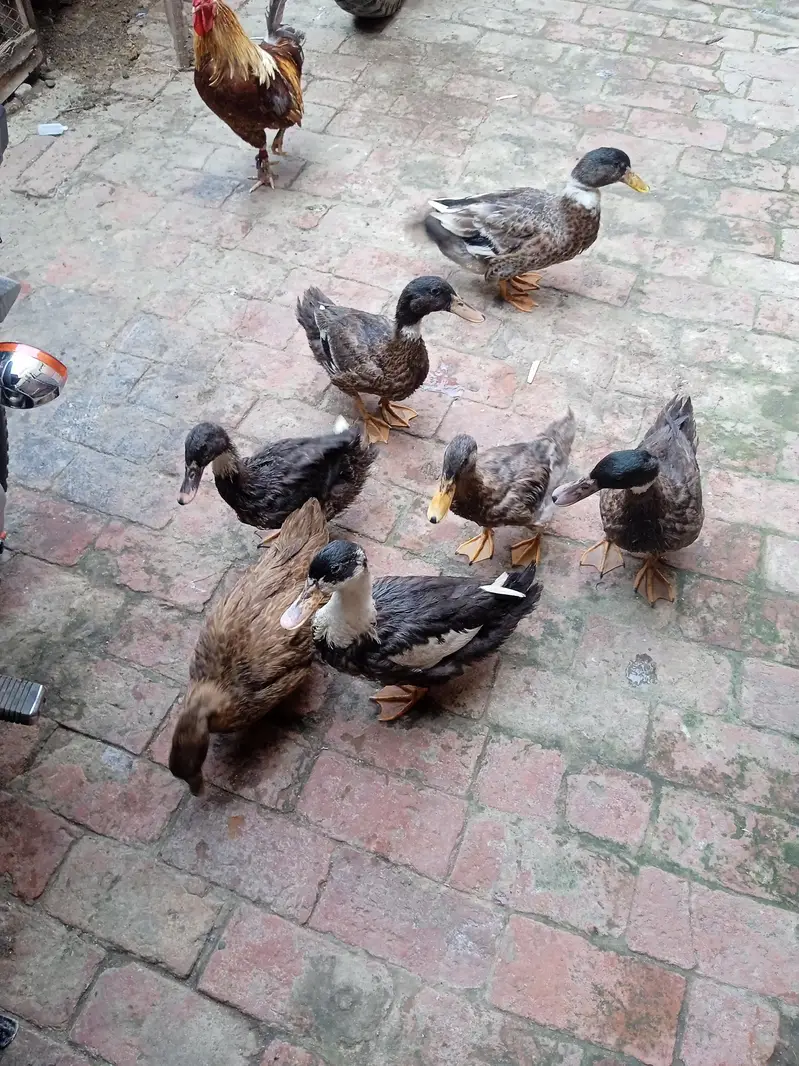 ducks — photo 2