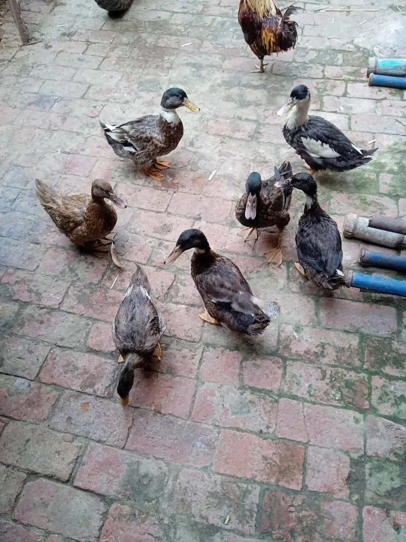 ducks — photo 3