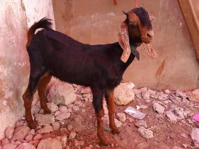 1 domba ak bakri 2 dant or 2 bakray for sale ha active ha 03120284997