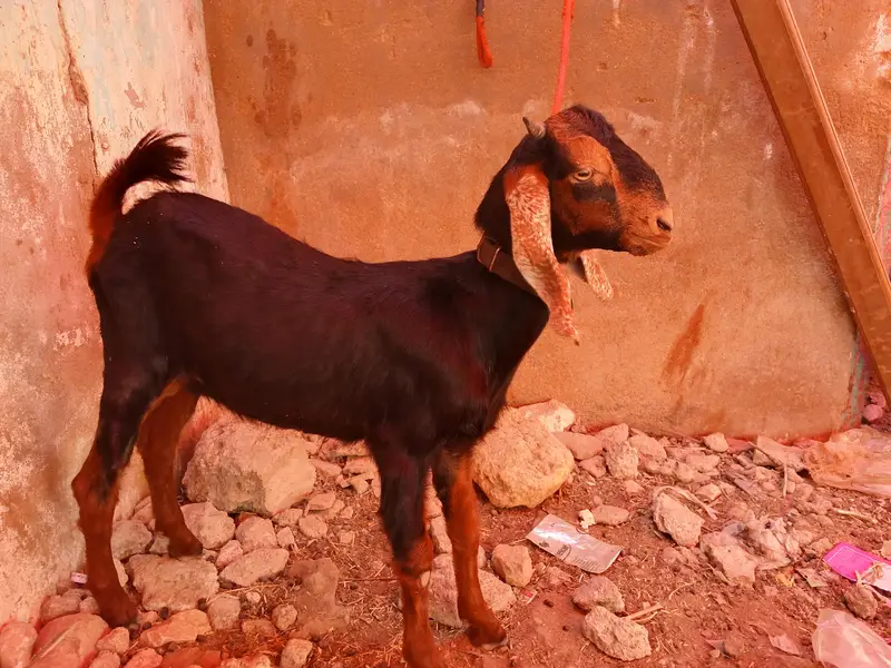 1 domba ak bakri 2 dant or 2 bakray for sale ha active ha 03120284997 — photo 2