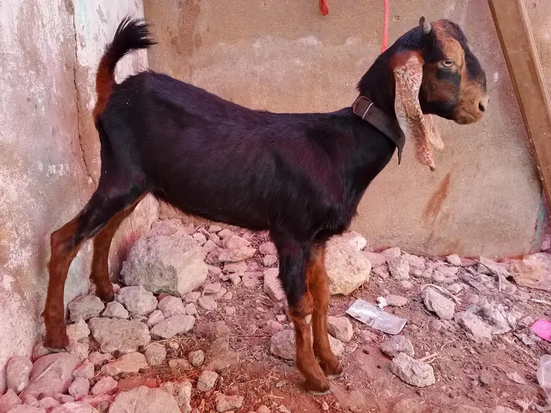 1 domba ak bakri 2 dant or 2 bakray for sale ha active ha 03120284997 — photo 3