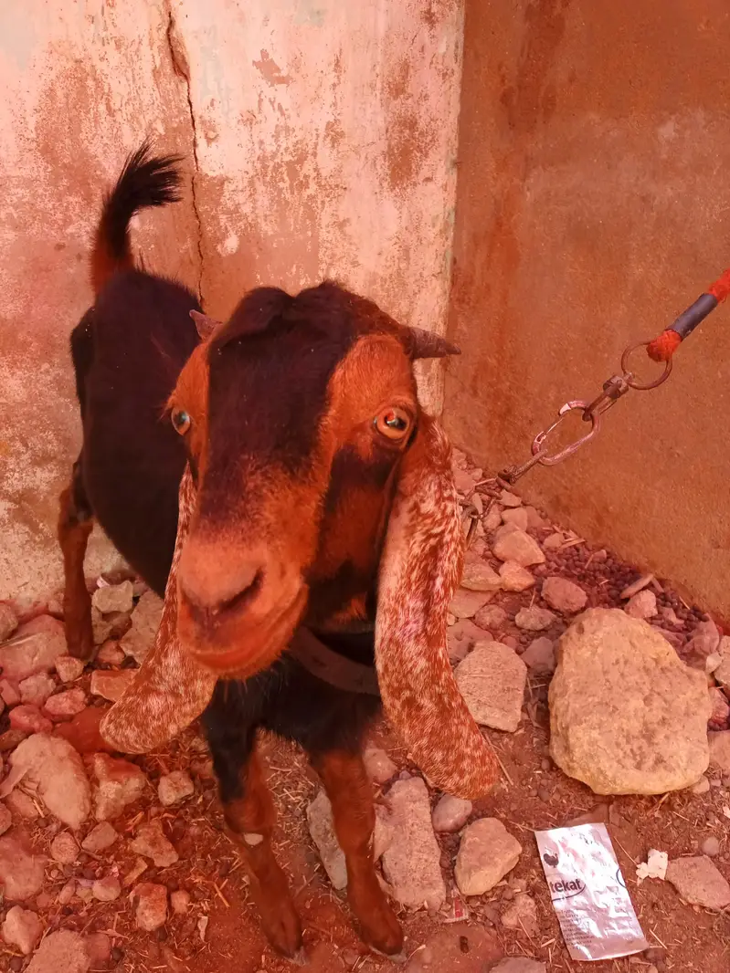 1 domba ak bakri 2 dant or 2 bakray for sale ha active ha 03120284997 — photo 4