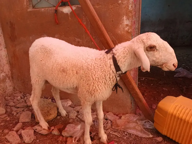 1 domba ak bakri 2 dant or 2 bakray for sale ha active ha 03120284997 — photo 6