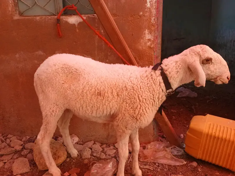 1 domba ak bakri 2 dant or 2 bakray for sale ha active ha 03120284997 — photo 7