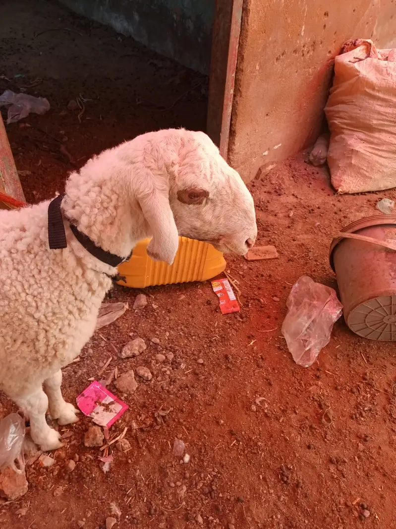 1 domba ak bakri 2 dant or 2 bakray for sale ha active ha 03120284997 — photo 8