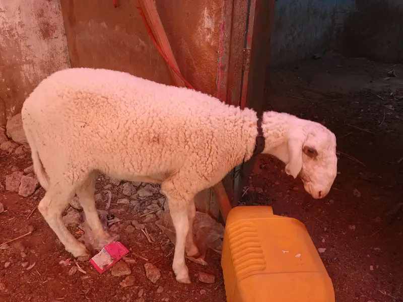 1 domba ak bakri 2 dant or 2 bakray for sale ha active ha 03120284997 — photo 9
