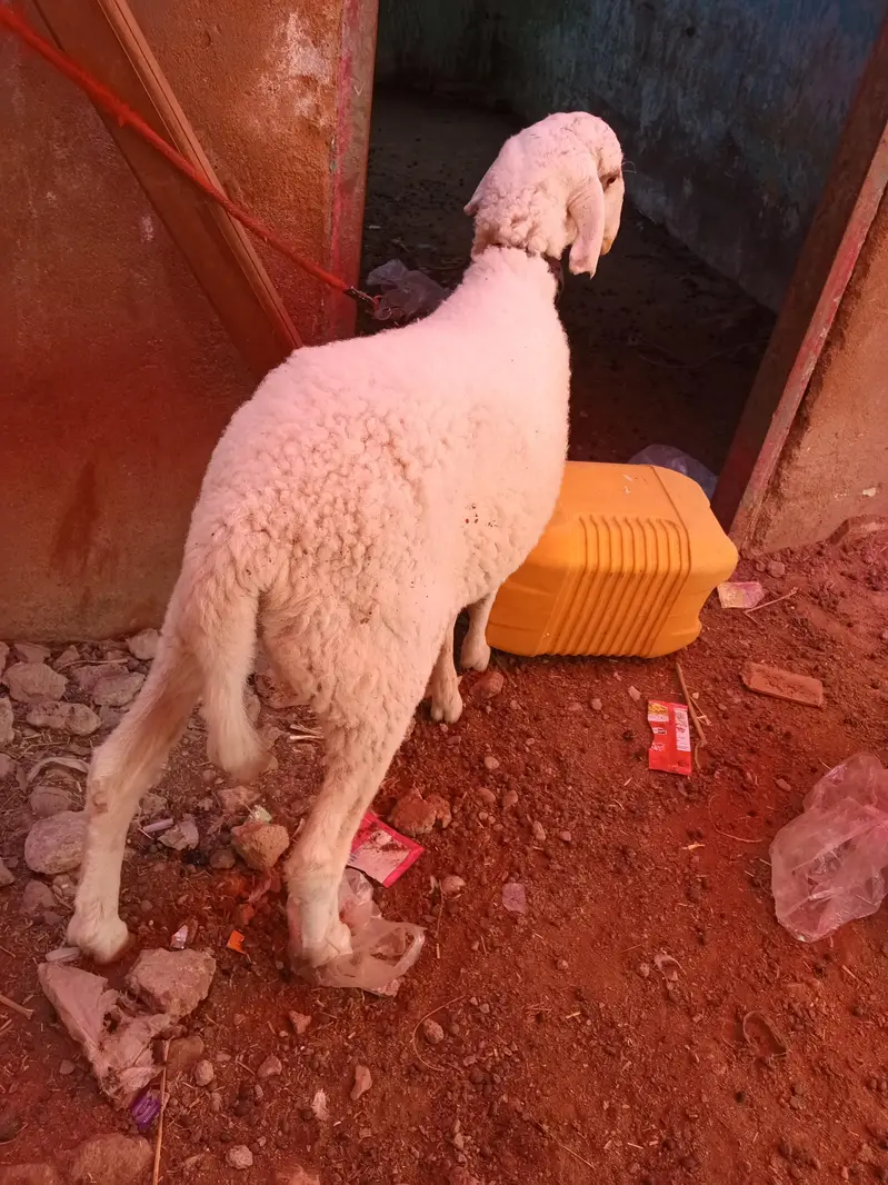 1 domba ak bakri 2 dant or 2 bakray for sale ha active ha 03120284997 — photo 10