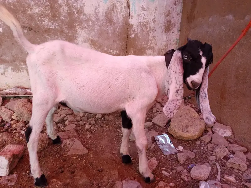 1 domba ak bakri 2 dant or 2 bakray for sale ha active ha 03120284997 — photo 11