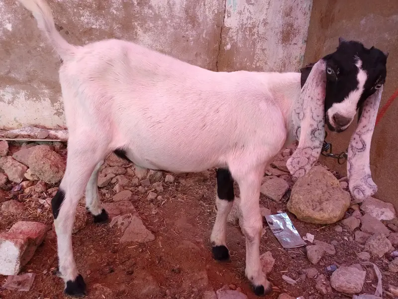 1 domba ak bakri 2 dant or 2 bakray for sale ha active ha 03120284997 — photo 12