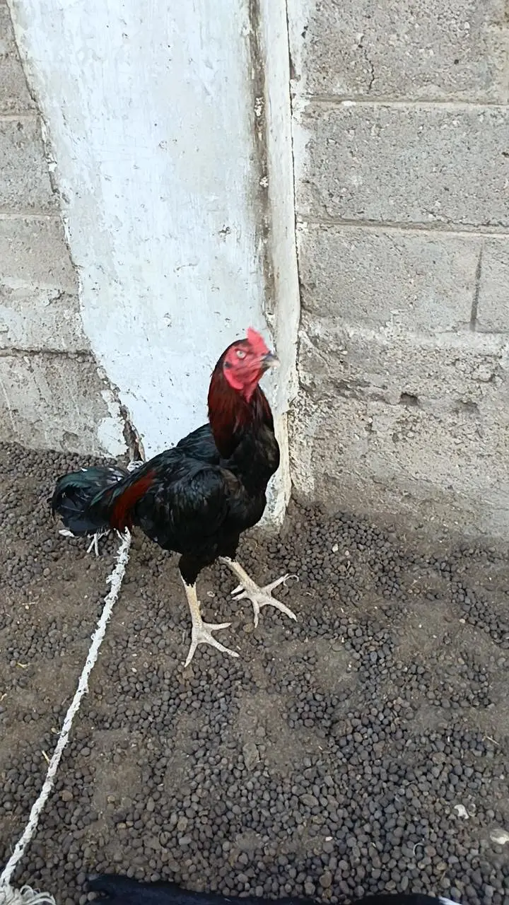 aseel pathy — photo 2
