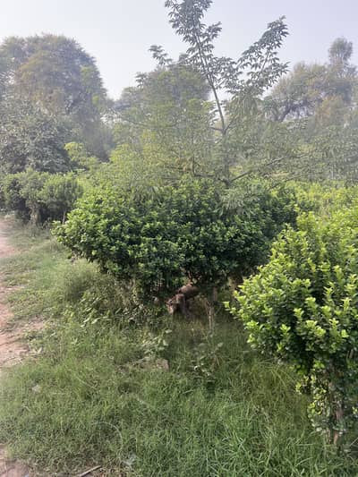 Ficus Plants