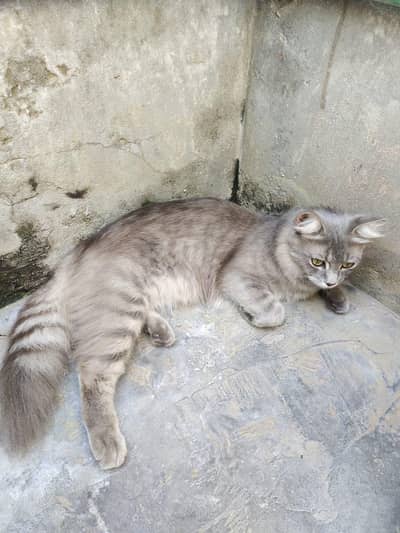Persian cat