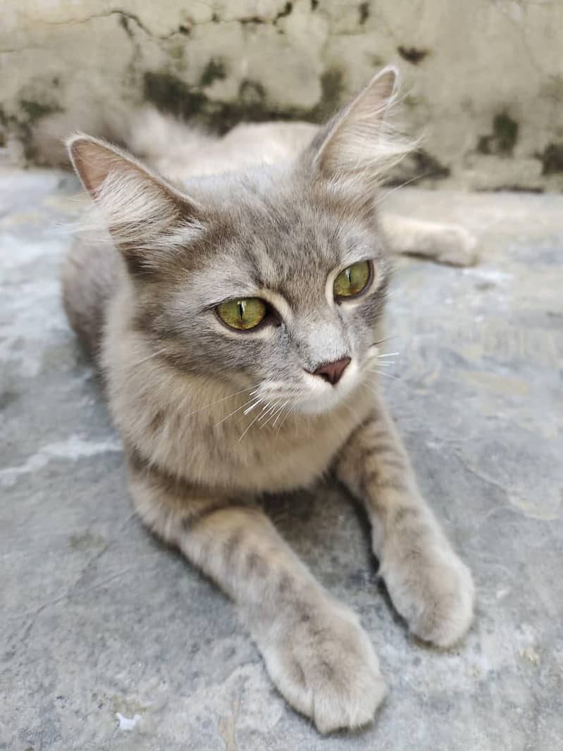 Persian cat 1