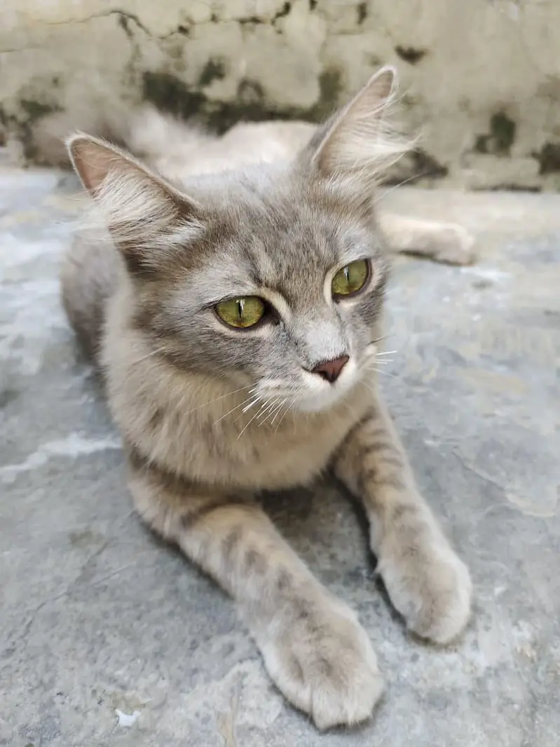 Persian cat — photo 2