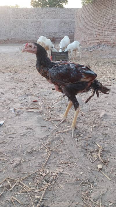 Aseel Patha For Sale