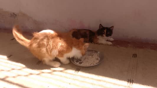 argent sale double cod pair