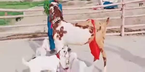 3 Bacchon Ka Sath Desi Bakri For Sale.  03203194073