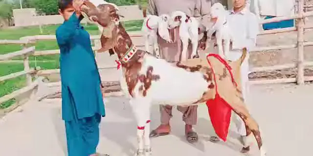 3 Bacchon Ka Sath Desi Bakri For Sale.  03203194073 — photo 4