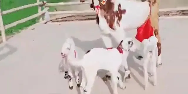 3 Bacchon Ka Sath Desi Bakri For Sale.  03203194073 — photo 6