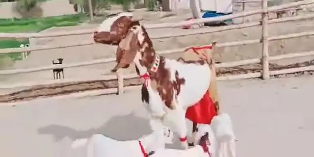 3 Bacchon Ka Sath Desi Bakri For Sale.  03203194073 — photo 7