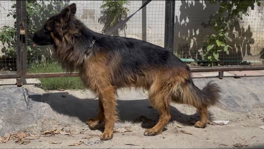 Pink Pedigree Long coat German shephard Male For Sale