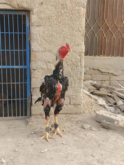 breader hi band gadi ka 3400 wait hi or 3800 mohra me