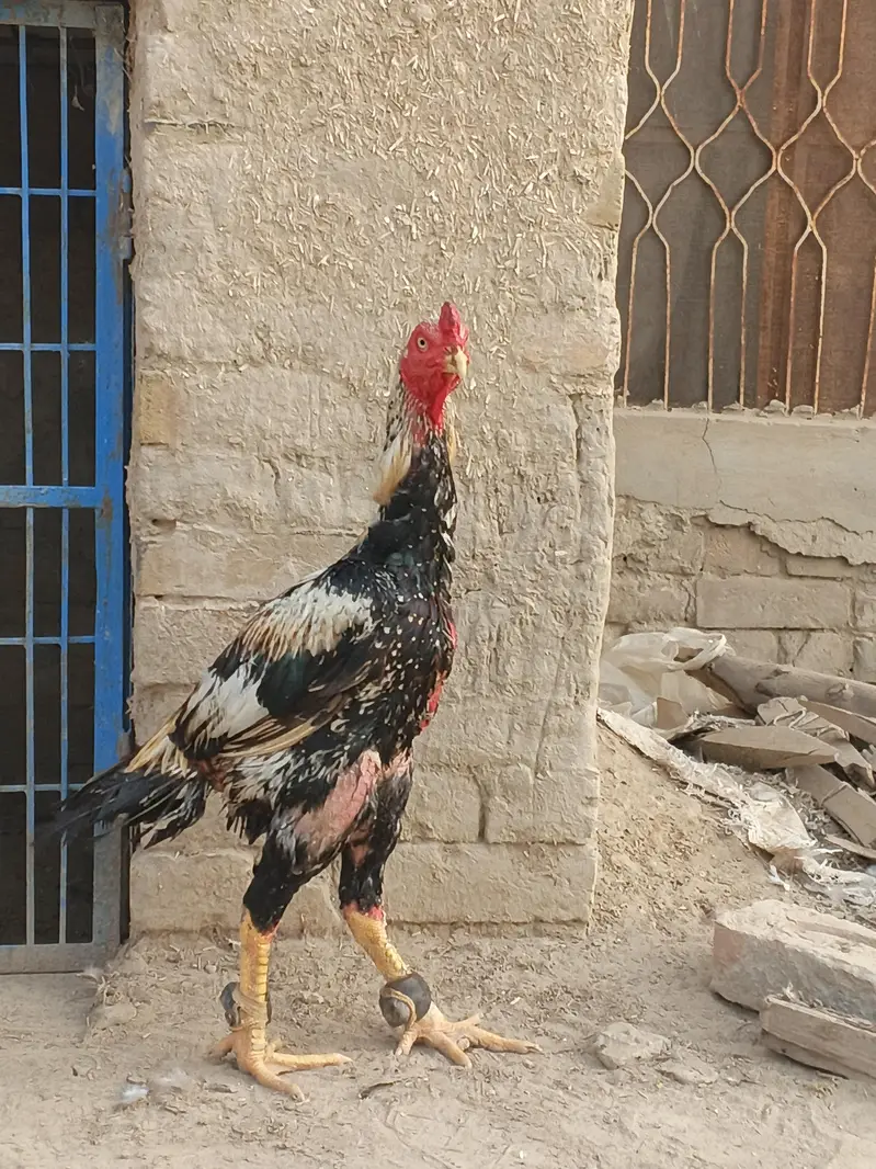 breader hi band gadi ka 3400 wait hi or 3800 mohra me — photo 2