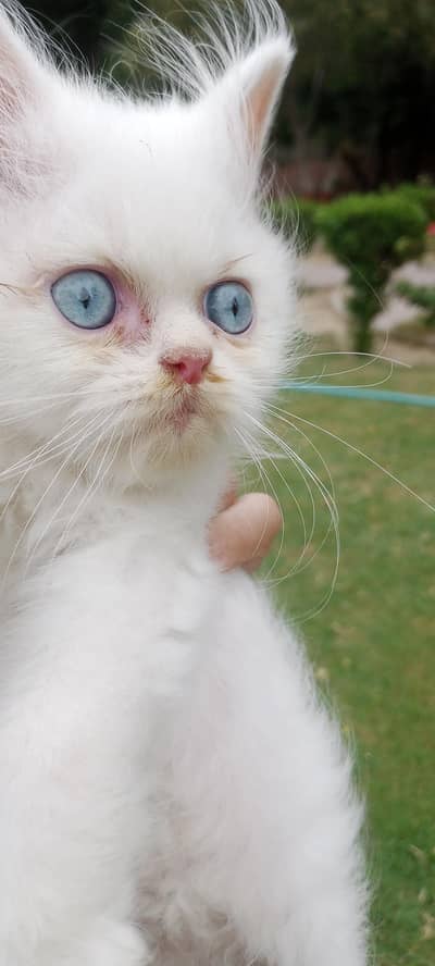 male kitten available for sale