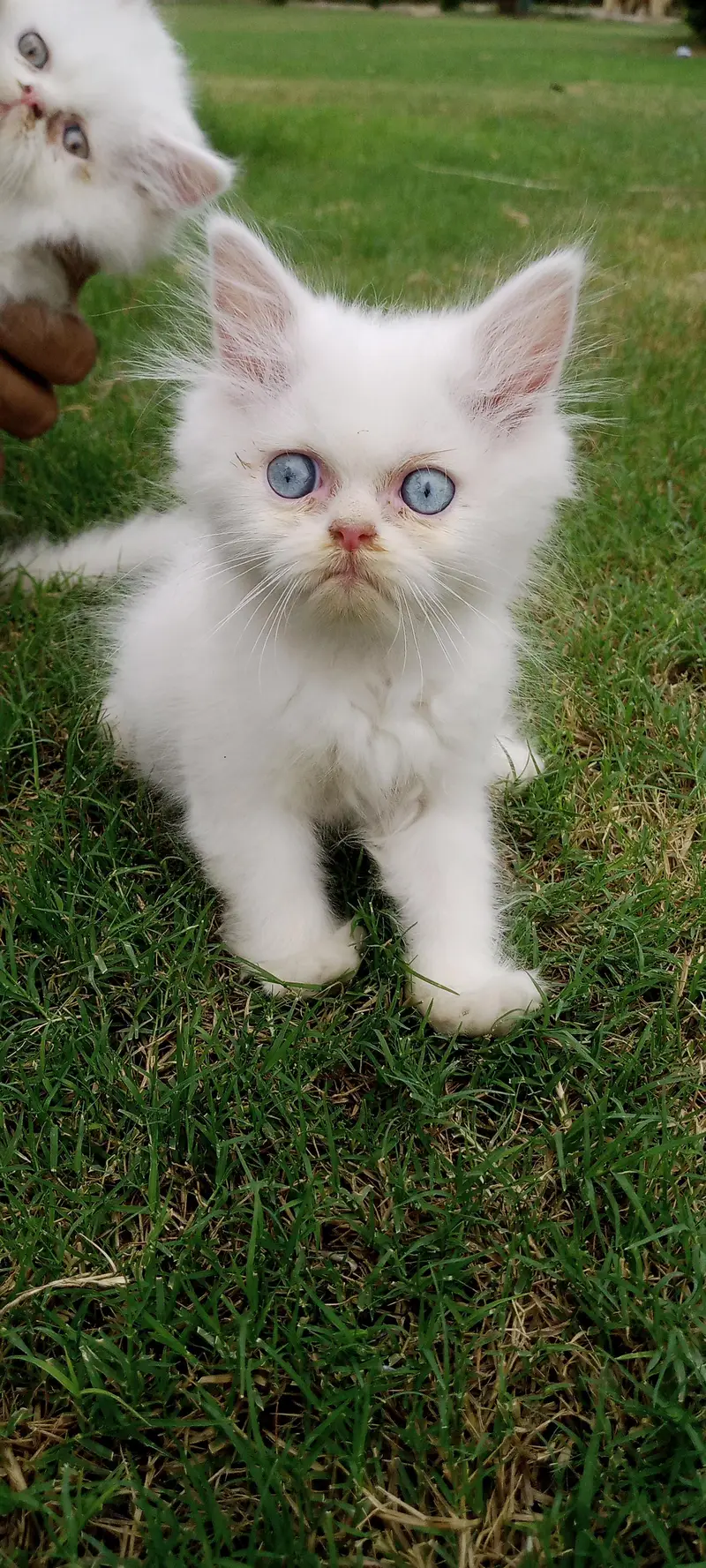 male kitten available for sale — photo 2