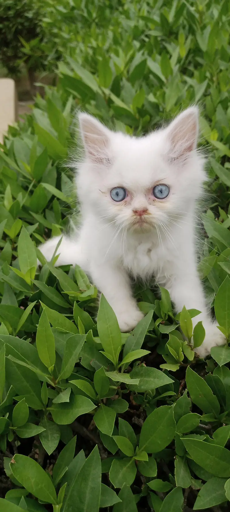 male kitten available for sale — photo 3