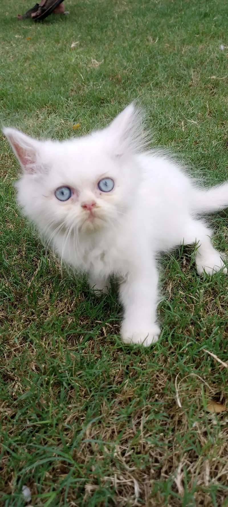 male kitten available for sale — photo 4