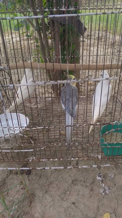 Cocktail Parrot White Pair And Gray Male single