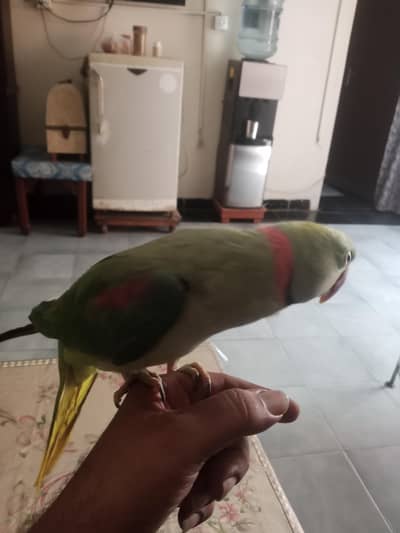 kashmiri raw parrot hand tame talking