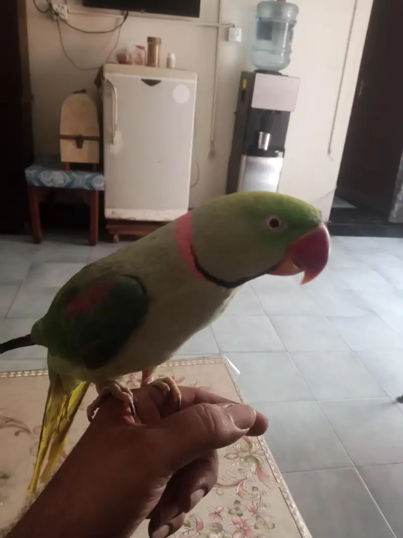 kashmiri raw parrot hand tame talking — photo 2