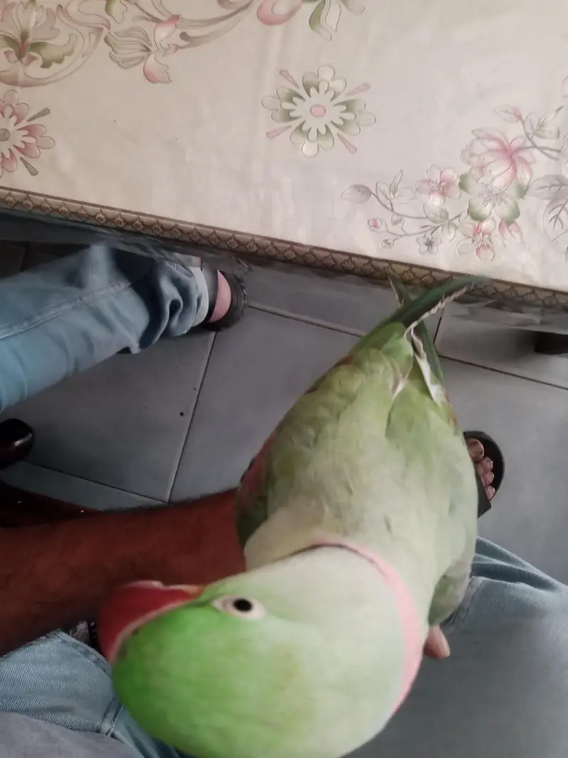kashmiri raw parrot hand tame talking — photo 3