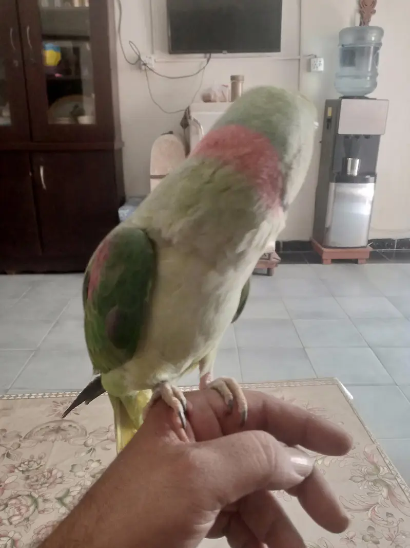 kashmiri raw parrot hand tame talking — photo 4