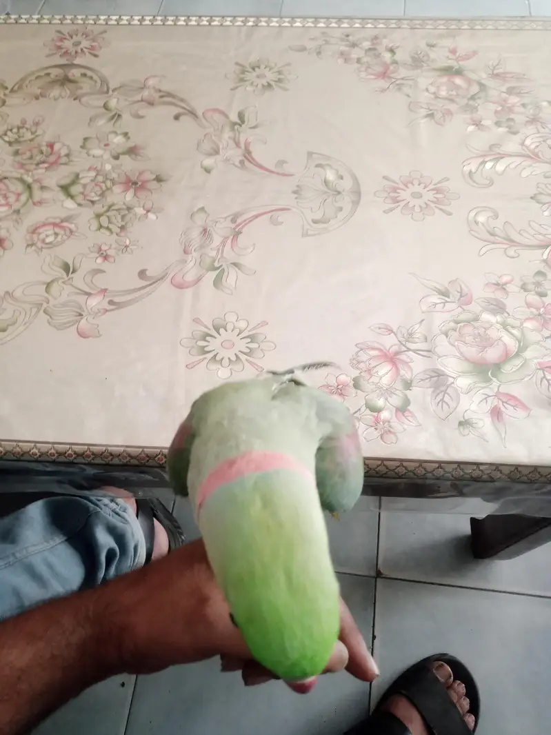 kashmiri raw parrot hand tame talking — photo 5