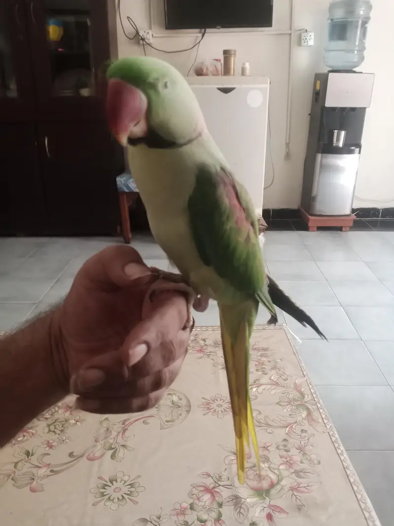 kashmiri raw parrot hand tame talking — photo 6