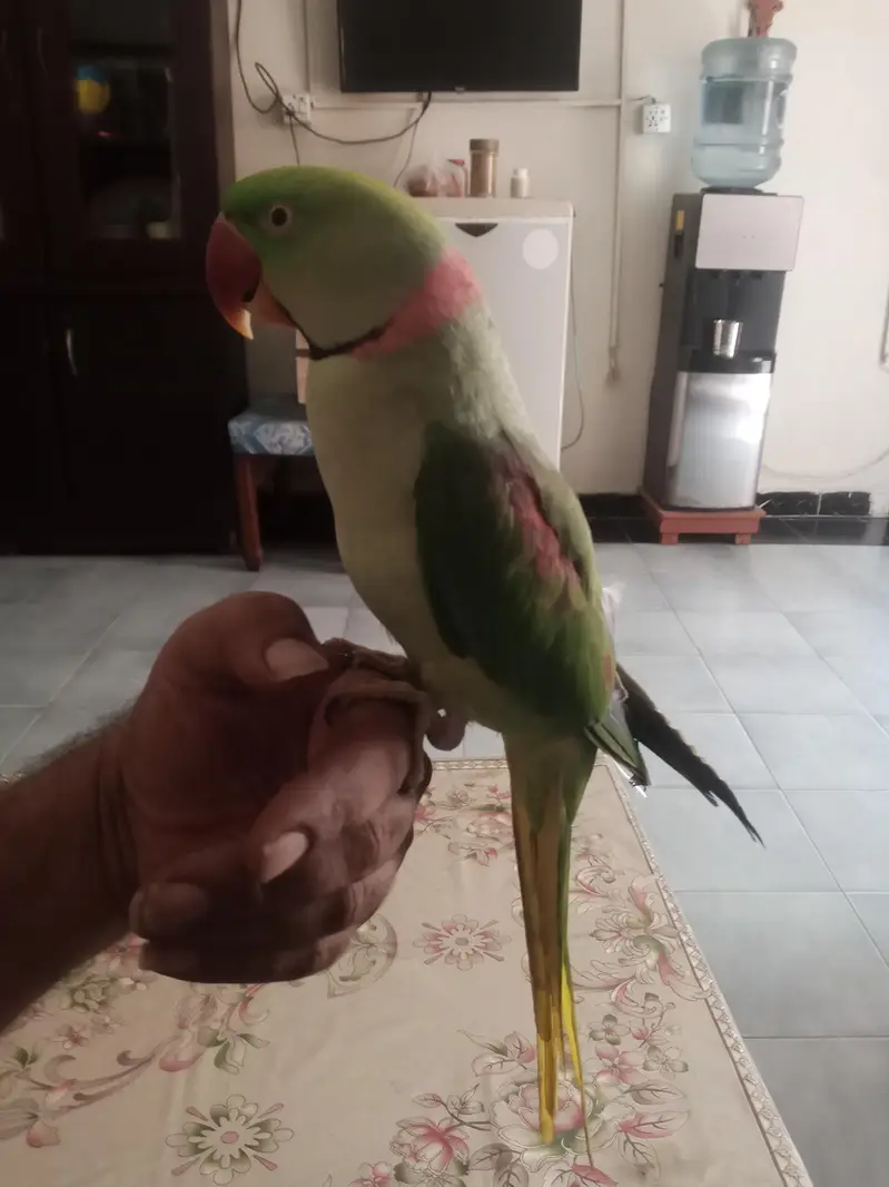 kashmiri raw parrot hand tame talking — photo 7