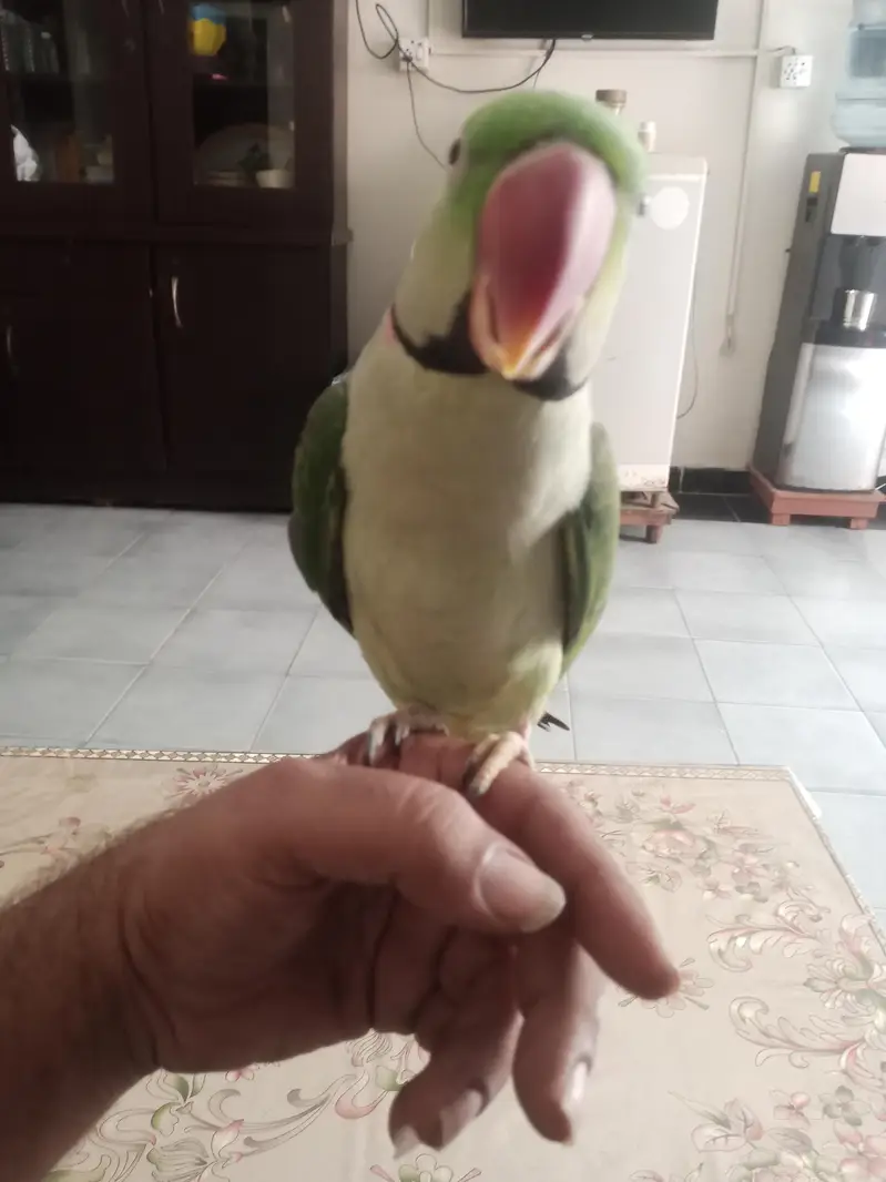 kashmiri raw parrot hand tame talking — photo 8