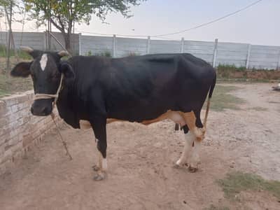 Premium Female Friesian Cow for Sale - High Milk Yield